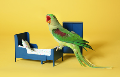 Beautiful Alexandrine Parakeet in toy bedroom on yellow background