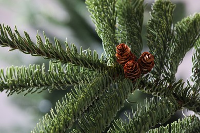 Closeup view of beautiful coniferous tree branch with cones on blurred background