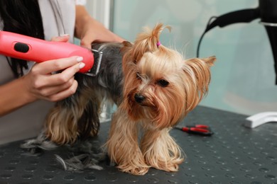 Professional groomer giving stylish haircut to cute dog in pet beauty salon