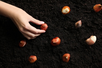 Woman planting tulip bulb into soil, top view