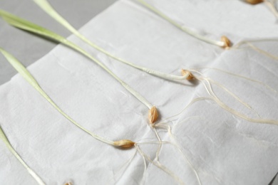 Young seedlings on paper napkin, closeup. Laboratory research