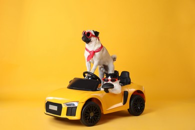 Funny pug dog and cat with sunglasses in toy car on yellow background