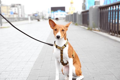 Photo of Cute basenji dog with harness and leash on city street