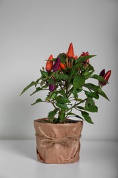Capsicum Annuum plant. Potted multicolor Chili Pepper on light grey background