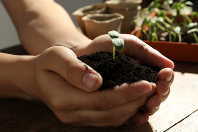 Woman holding soil with seedling at wooden table, closeup