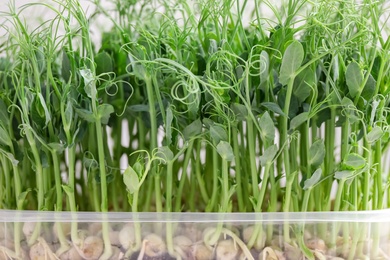 Fresh organic microgreen in plastic container, closeup