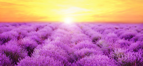 Beautiful view of blooming lavender field at sunset, banner design 