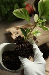 Photo of Person holding house plant with soil above table, closeup