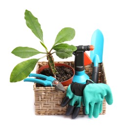 Photo of Wicker basket with gloves, potted plant and gardening tools on white background