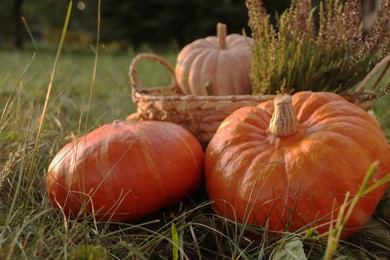 Wicker basket with beautiful heather flowers and pumpkins outdoors, closeup