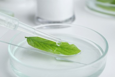 Dripping liquid from dropper onto petri dish with leaf on white table, closeup