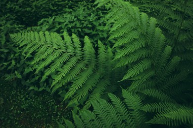 Beautiful fern with lush green leaves growing outdoors. Tropical plant