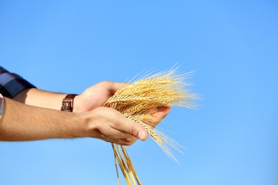 Farmer with wheat spikelets against blue sky, closeup. Cereal grain crop