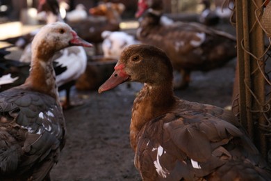 Photo of Many Muscovy ducks in farmyard on sunny day. Rural life
