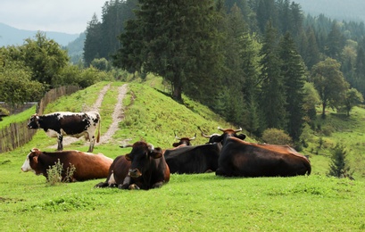 Photo of Cows and bulls resting on hill near conifer forest