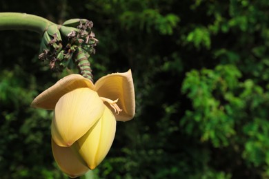 Fresh banana plant growing in tropical forest, closeup. Space for text