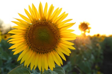 Beautiful yellow sunflower growing in field, closeup