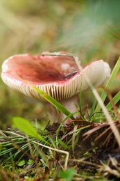 Small mushroom growing in green grass, closeup view
