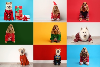 Cute dogs in Christmas sweaters on color backgrounds