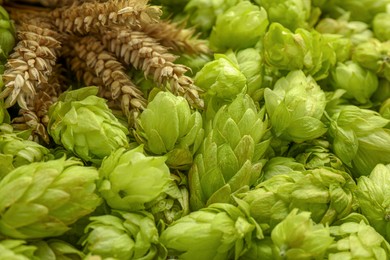Photo of Spikes on fresh green hops, closeup view