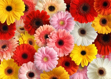 Many different beautiful gerbera flowers as background