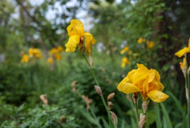 Beautiful blooming iris plants with yellow flowers growing in garden, space for text