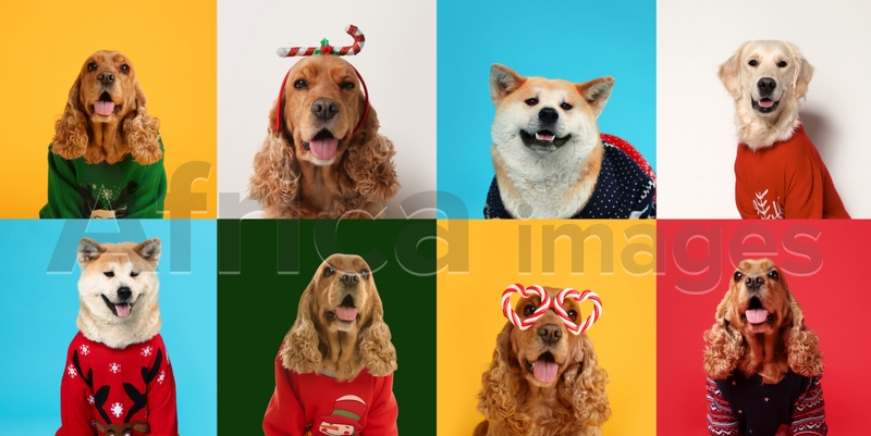 Image of Cute dogs in Christmas sweaters, headband and party glasses on color backgrounds. Banner design