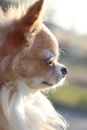 Photo of Cute fluffy Chihuahua dog on blurred background