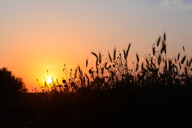 Silhouettes of beautiful plants in countryside at sunset