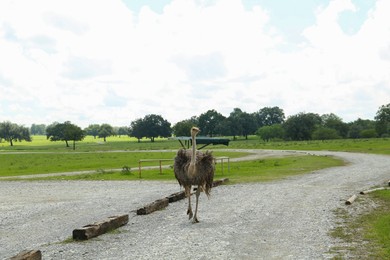 Photo of Beautiful African ostrich on road in safari park