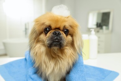 Photo of Cute Pekingese dog with towel and shampoo bubbles in bathroom. Pet hygiene