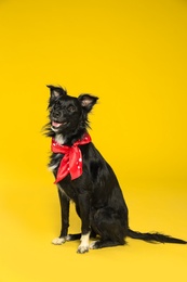 Photo of Cute black dog with neckerchief sitting on yellow background