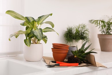 Photo of Beautiful houseplants and gardening tools on countertop indoors