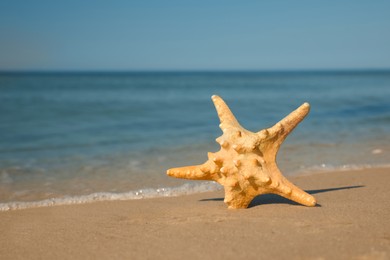 Beautiful sea star in sand on beach, space for text
