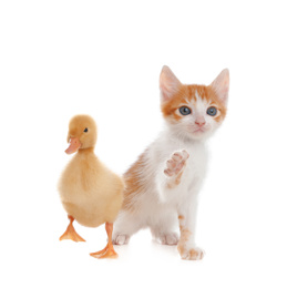 Fluffy baby duckling and cute kitten together on white background