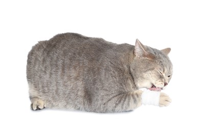 Cute scottish straight cat licking paw with bandage on white background