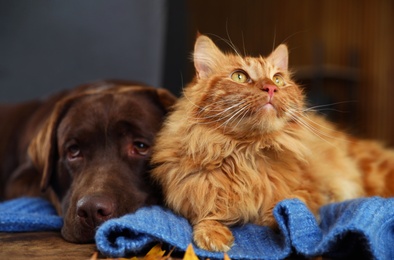 Photo of Cute cat and dog on wooden table at home. Warm and cozy winter