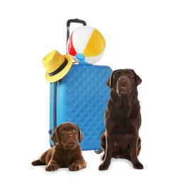 Image of Cute dogs and bright suitcase packed for journey on white background. Travelling with pet