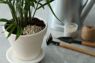 Beautiful house plant with granular fertilizer on table, closeup. Space for text