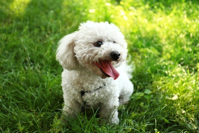 Photo of Cute fluffy Bichon Frise dog on green grass in park