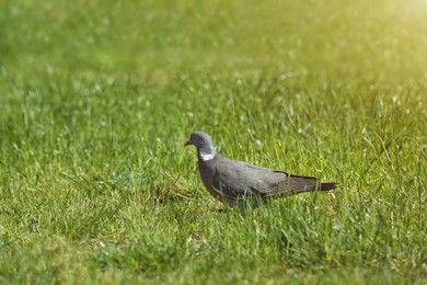 Photo of Beautiful grey dove on green grass outdoors, space for text