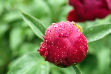 Beautiful red peony bud with dew drops outdoors, closeup