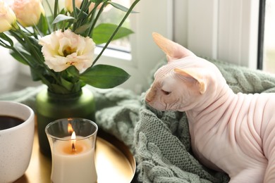 Cute Sphynx cat near beautiful roses at home. Lovely pet