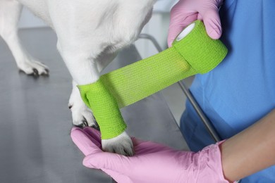 Photo of Veterinarian applying bandage onto dog's paw at table indoors, closeup