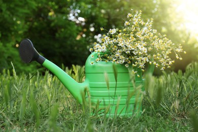 Beautiful bouquet of chamomiles in green watering can on grass outdoors