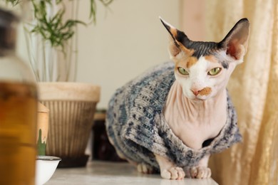 Photo of Cute Sphynx cat in warm sweater on white table at home