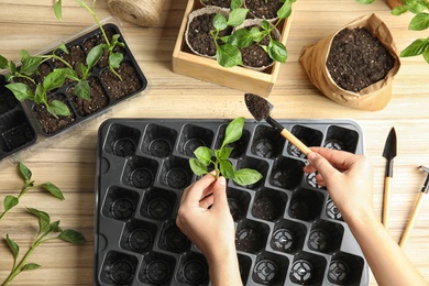 Woman taking care of seedlings at wooden table, top view
