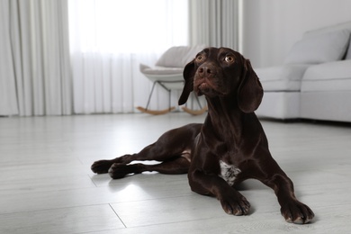 Cute German Shorthaired Pointer dog resting on warm floor, space for text. Heating system
