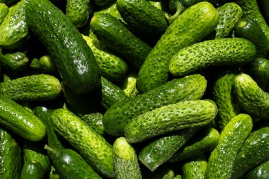 Fresh ripe cucumbers as background, top view