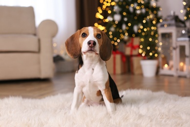 Cute Beagle dog at home against blurred Christmas lights